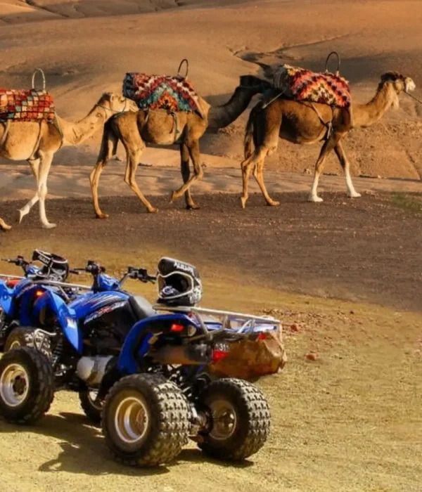 Camel Ride and Quad Bike in Marrakech Palmerie