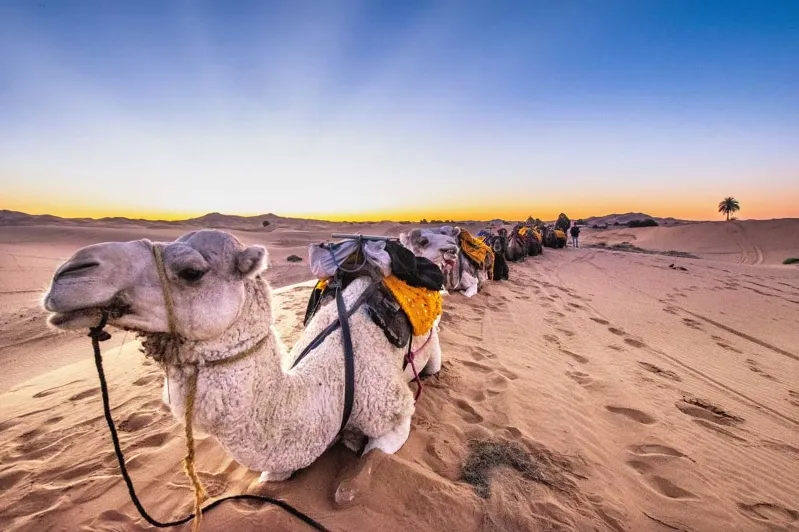 Photograph of a camel caravan traversing the Sahara Desert, captured by Julie Klein during a 10-day Morocco tour.