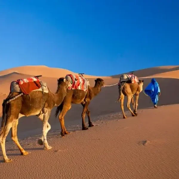 Three camels walk through the desert alongside a man in blue, highlighting a Morocco tour experience.