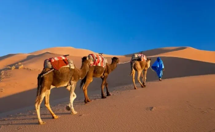 Three camels walk through the desert alongside a man in blue, highlighting a Morocco tour experience.