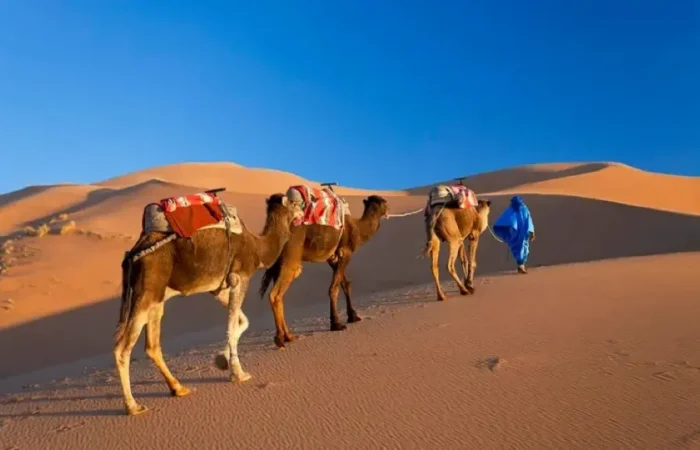 Three camels walk through the desert alongside a man in blue, highlighting a Morocco tour experience.
