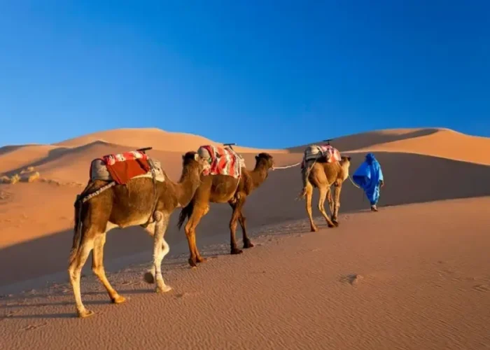 Three camels walk through the desert alongside a man in blue, highlighting a Morocco tour experience.