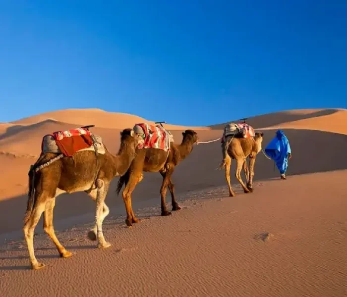 Three camels walk through the desert alongside a man in blue, highlighting a Morocco tour experience.