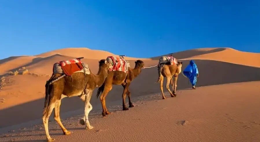 Three camels walk through the desert alongside a man in blue, highlighting a Morocco tour experience.