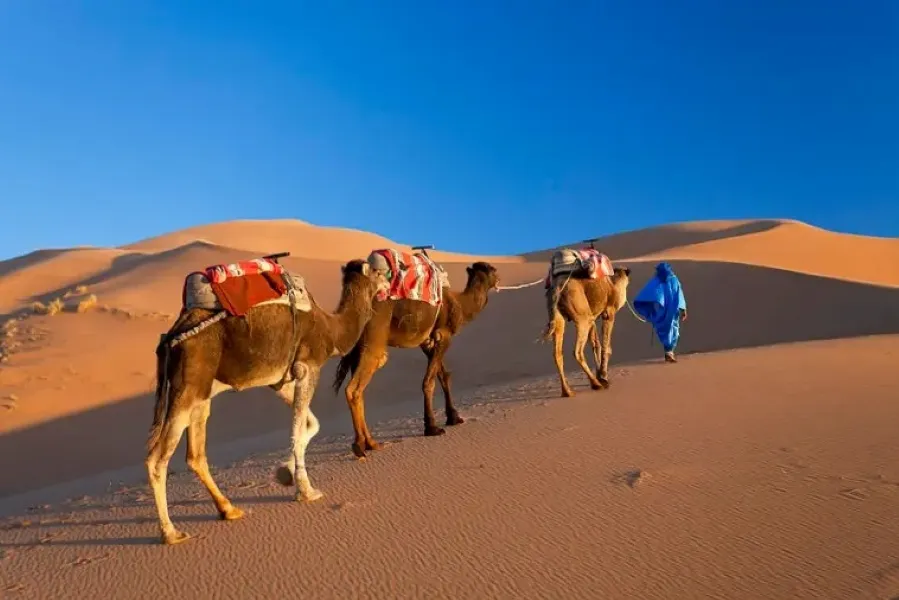 Three camels walk through the desert alongside a man in blue, highlighting a Morocco tour experience.