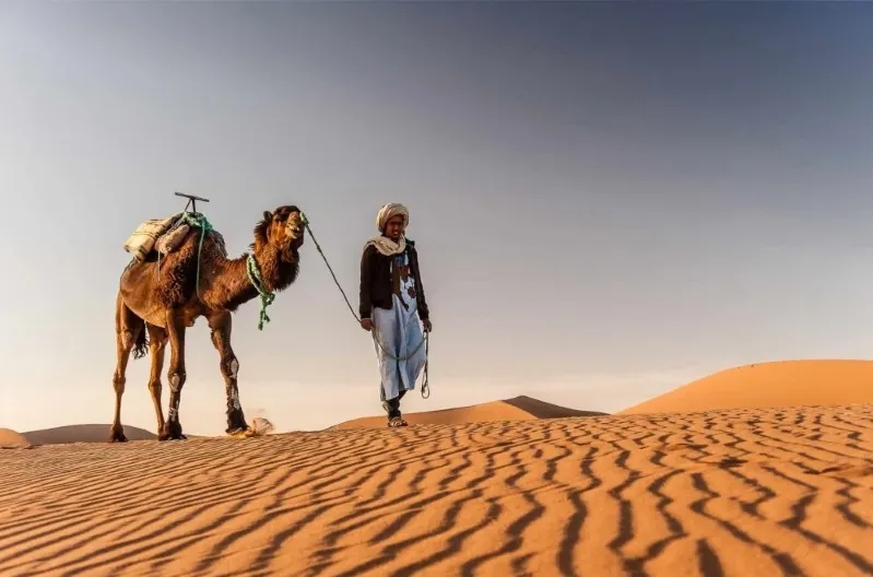 In the Moroccan desert, a man strolls with a camel, representing the experience of Morocco camel tours .