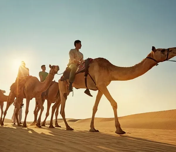 A group of tourists riding camels through the sandy landscape of the Moroccan desert during a camel tour. Shared Morocco Desert Tours