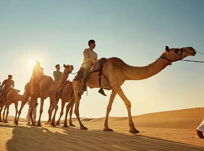 A group of tourists riding camels through the sandy landscape of the Moroccan desert during a camel tour. Shared Morocco Desert Tours