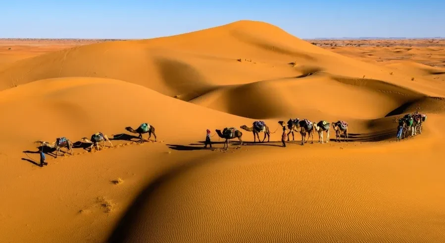 A group of camels walking across the vast Sahara Desert under a clear blue sky.