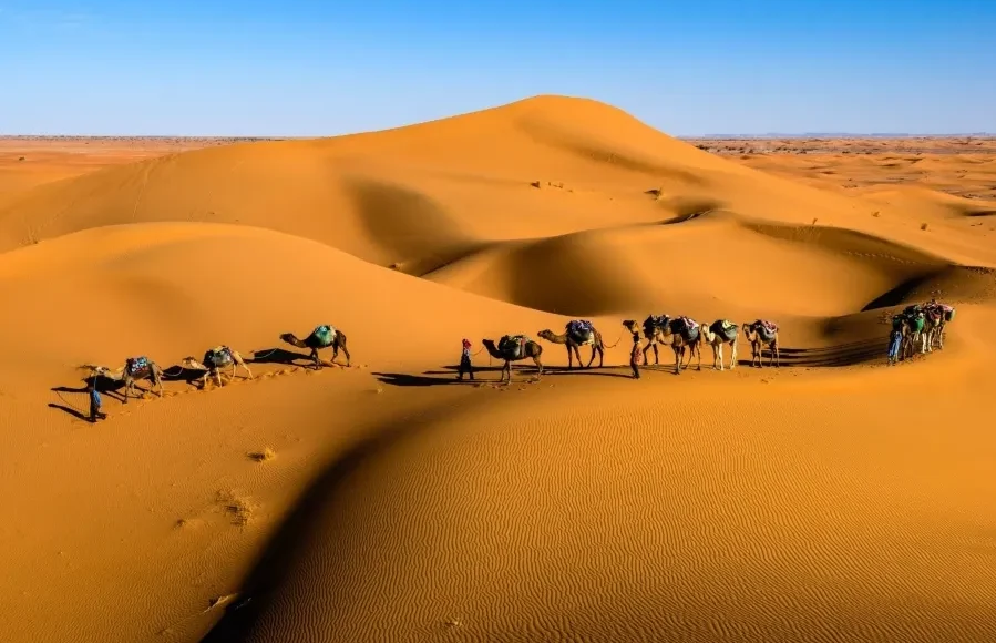A group of camels walking across the vast Sahara Desert under a clear blue sky.