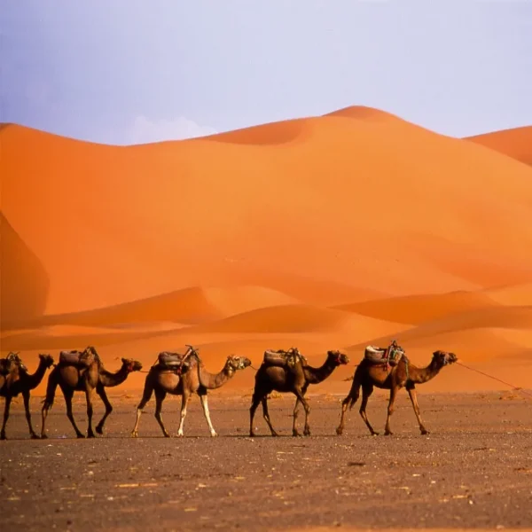 A man walks alongside a group of camels in a vast desert landscape under a clear blue sky.