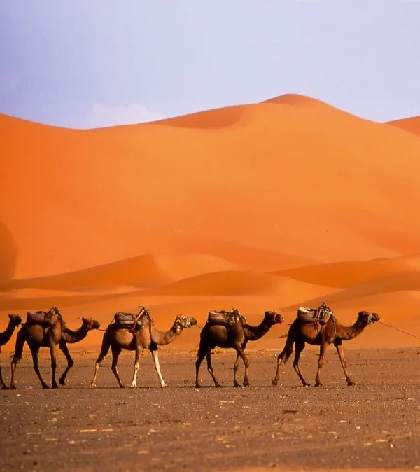 A man walks alongside a group of camels in a vast desert landscape under a clear blue sky.