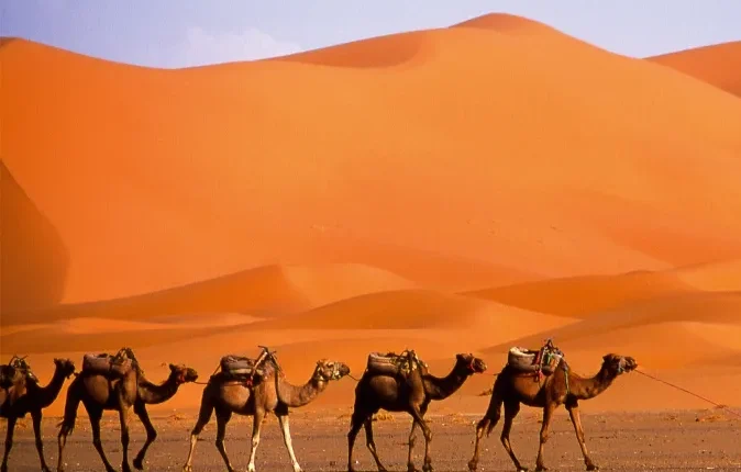 A man walks alongside a group of camels in a vast desert landscape under a clear blue sky.