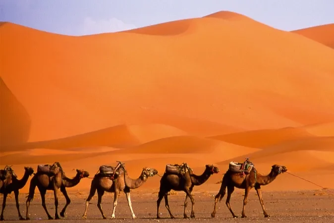 A man walks alongside a group of camels in a vast desert landscape under a clear blue sky.