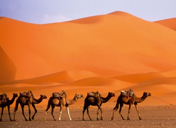 A man walks alongside a group of camels in a vast desert landscape under a clear blue sky.