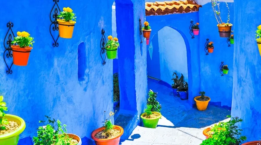 A blue building featuring several potted plants in front of it.