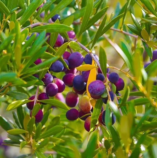 A cluster of purple and green berries growing on a tree, highlighting the natural beauty of Moroccan olive oil production.