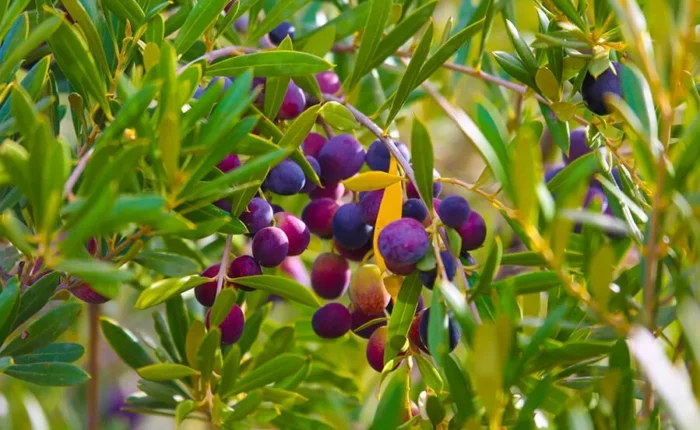 A cluster of purple and green berries growing on a tree, highlighting the natural beauty of Moroccan olive oil production.