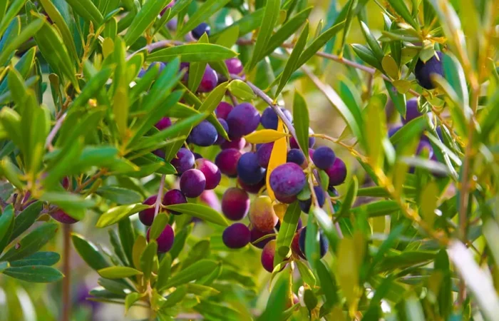 A cluster of purple and green berries growing on a tree, highlighting the natural beauty of Moroccan olive oil production.