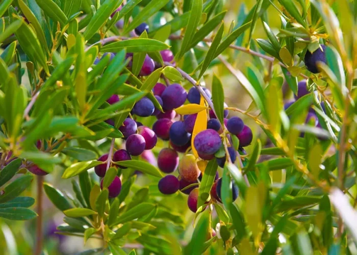 A cluster of purple and green berries growing on a tree, highlighting the natural beauty of Moroccan olive oil production.