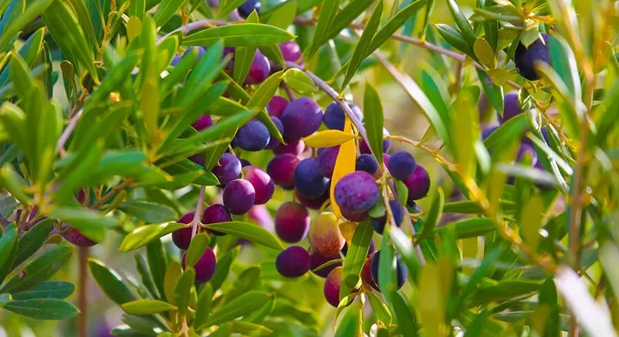 A cluster of purple and green berries growing on a tree, highlighting the natural beauty of Moroccan olive oil production.