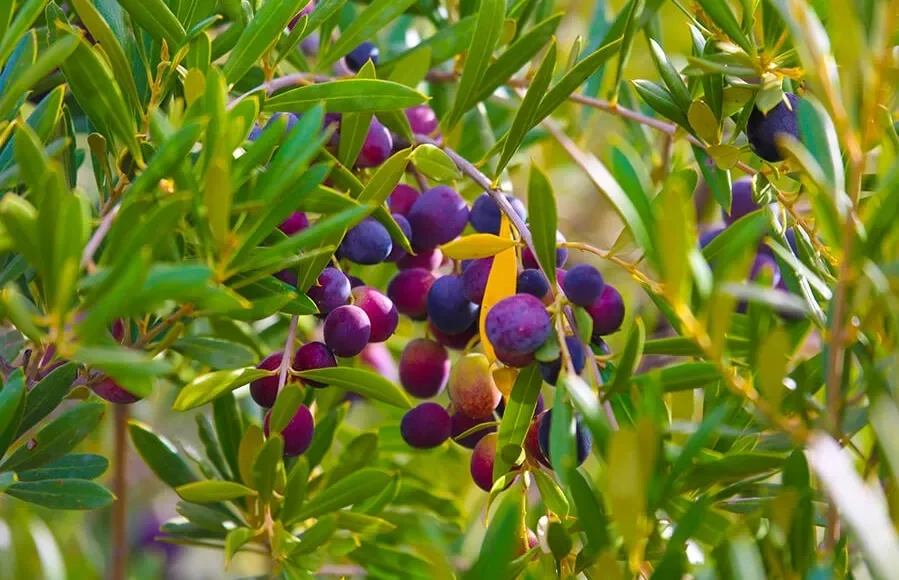 A cluster of purple and green berries growing on a tree, highlighting the natural beauty of Moroccan olive oil production.