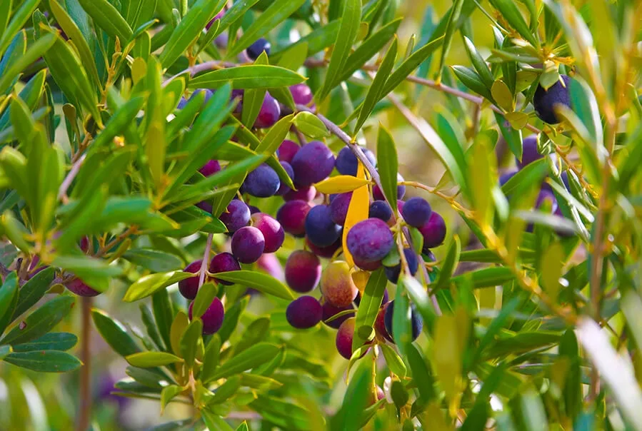 A cluster of purple and green berries growing on a tree, highlighting the natural beauty of Moroccan olive oil production.