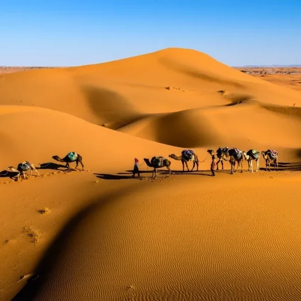 Camels walking across the vast Sahara Desert under a clear blue sky.