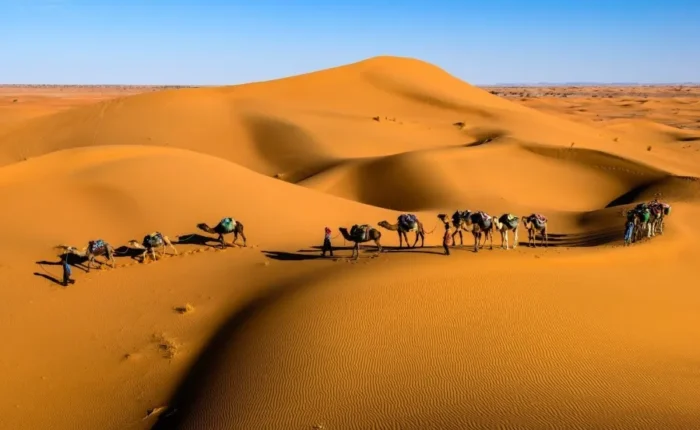 Camels walking across the vast Sahara Desert under a clear blue sky.