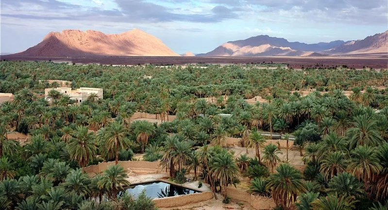 A desert landscape in Morocco featuring palm trees and distant mountains under a clear blue sky.