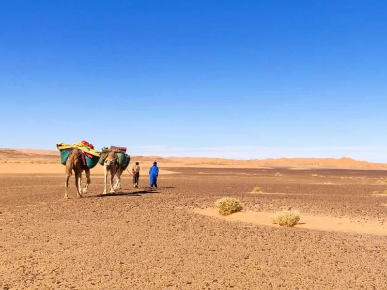 Two travelers walking alongside camels in the Morocco desert tours from Marrakech.