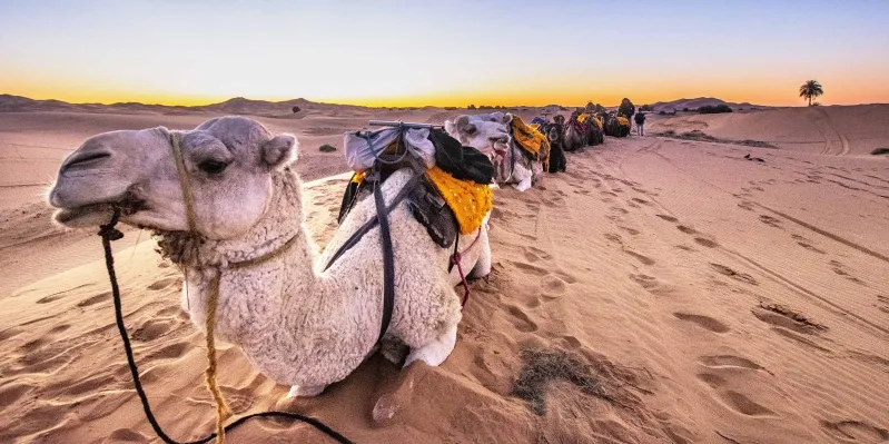  A line of camels stands in the desert, showcasing a typical scene from Morocco travel itineraries.
