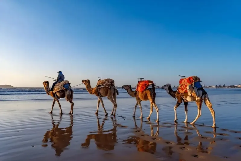 Camels walking along a beach at sunset, capturing the essence of a Moroccan holiday.