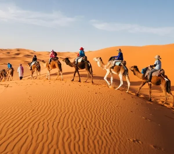 A group of people riding camels across the sandy landscape of the Moroccan Desert under a clear blue sky.