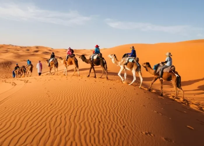 A group of people riding camels across the sandy landscape of the Moroccan Desert under a clear blue sky.