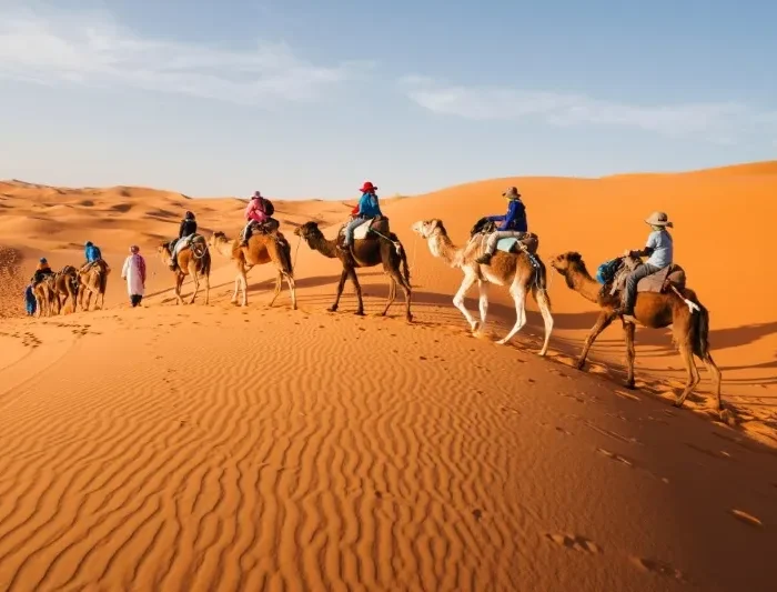 A group of people riding camels across the sandy landscape of the Moroccan Desert under a clear blue sky.