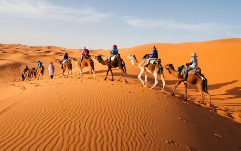 A group of people riding camels across the sandy landscape of the Moroccan Desert under a clear blue sky.