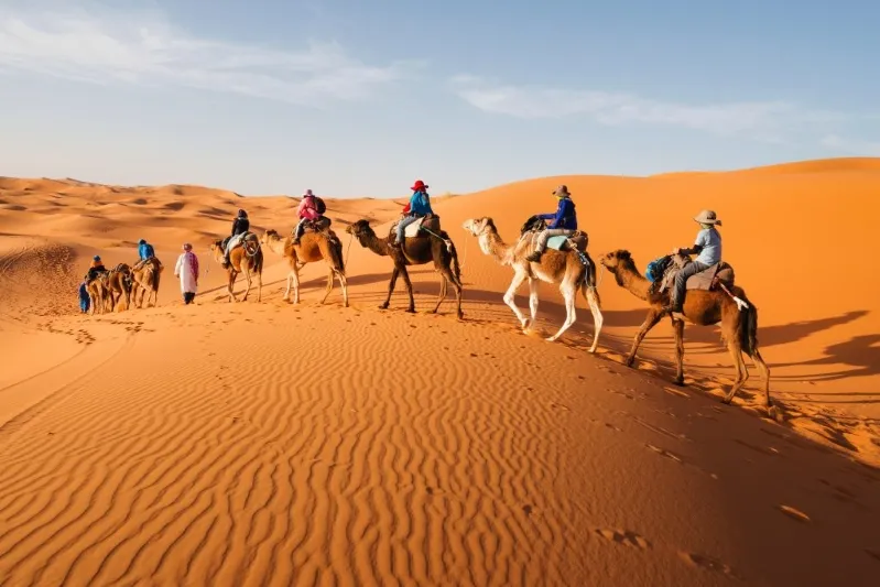 A group of people riding camels across the sandy landscape of the Moroccan Desert under a clear blue sky.