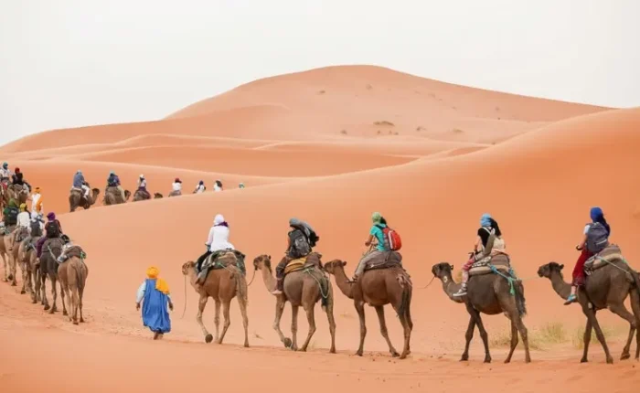 A group of people riding camels across the Moroccan sand dunes under a clear blue sky.