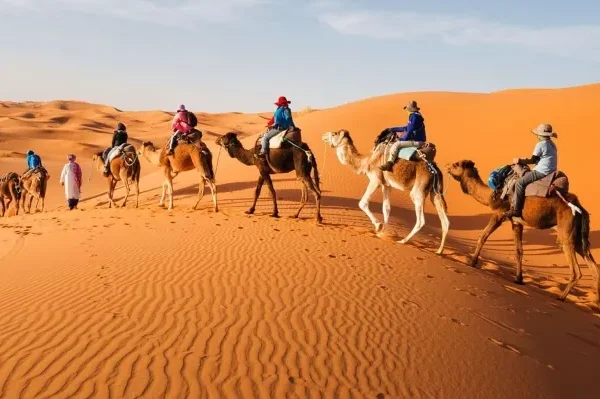 A group of tourists riding camels across the sandy desert landscape during a private tour in Morocco.