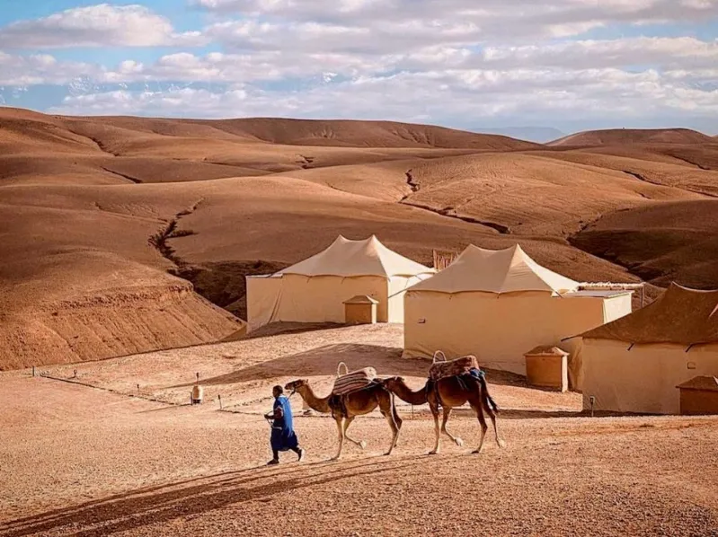 A man walks alongside two camels in the Moroccan sand dunes under a clear blue sky.