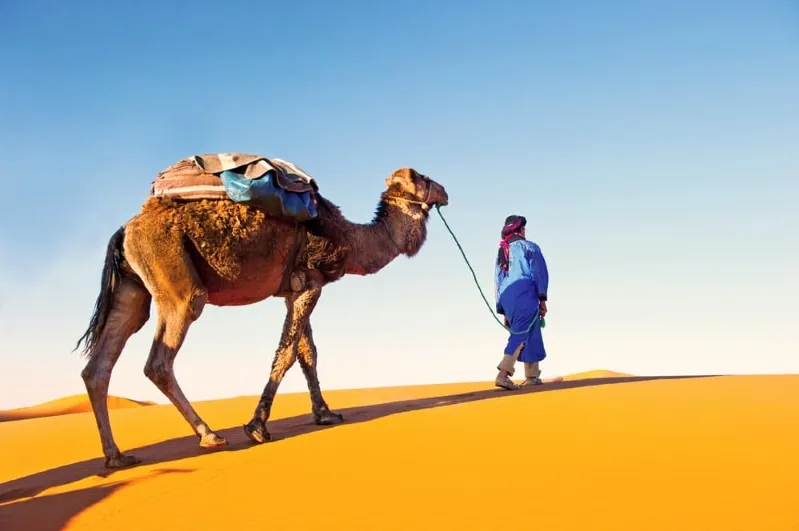 A man walks alongside a camel in the Moroccan Desert, surrounded by vast sand dunes under a clear blue sky.
