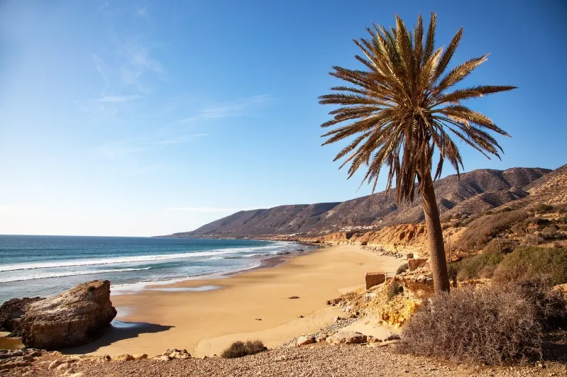 A palm tree stands on the beach in Almeria, Spain, with a clear blue sky in the background, inviting visitors to Agadir.