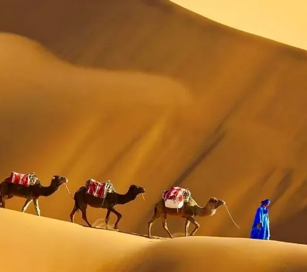A man walks alongside three camels in the Moroccan desert during a trip, with sand dunes stretching in the background.