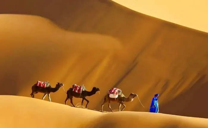 A man walks alongside three camels in the Moroccan desert during a trip, with sand dunes stretching in the background.