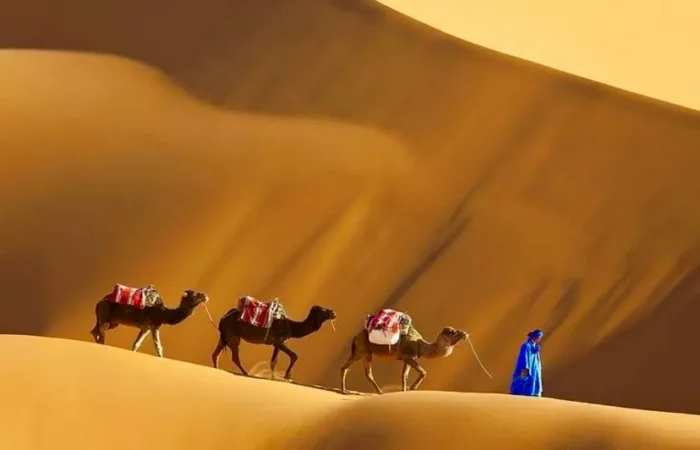 A man walks alongside three camels in the Moroccan desert during a trip, with sand dunes stretching in the background.