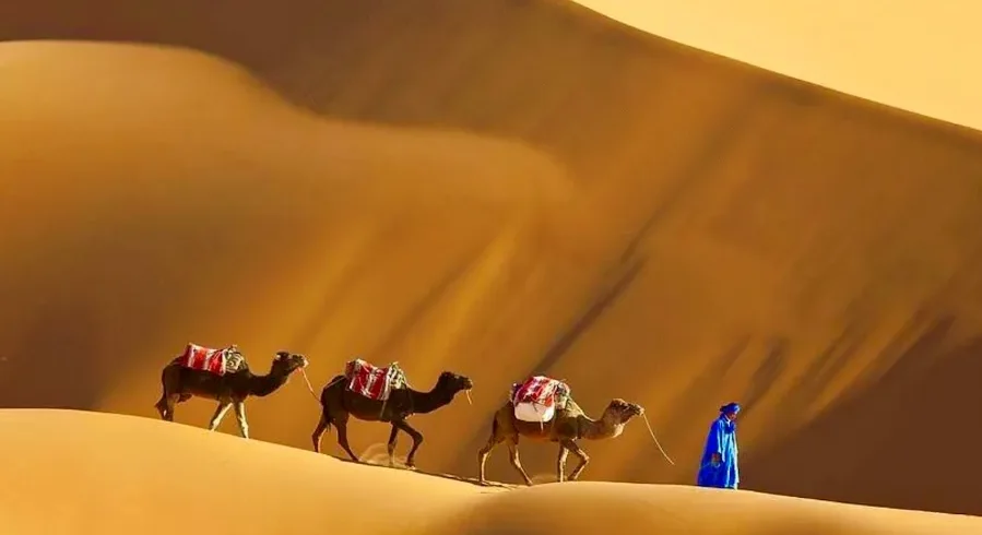 A man walks alongside three camels in the Moroccan desert during a trip, with sand dunes stretching in the background.
