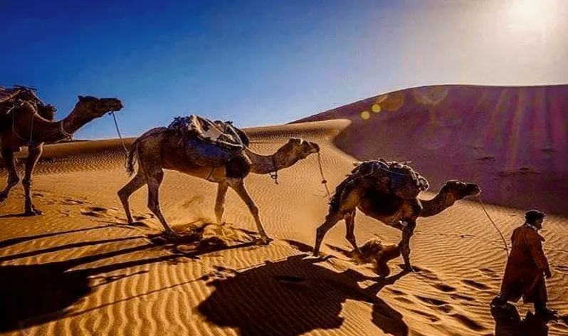 Three camels walk through the Moroccan desert, with a man guiding them in the center of the scene.