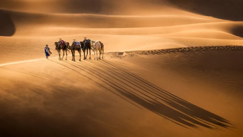 Three people enjoying a camel ride in the Morocco trip desert, surrounded by golden sand dunes.