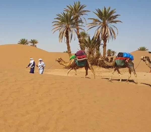 Three people walking alongside camels in the Moroccan desert during a camel trek.